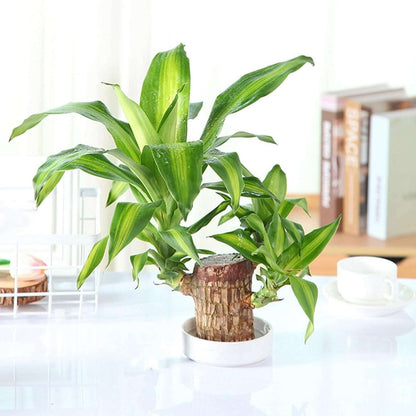 Brazilian Lucky Wood, Mini Home Plant Decorations - Zynocruze