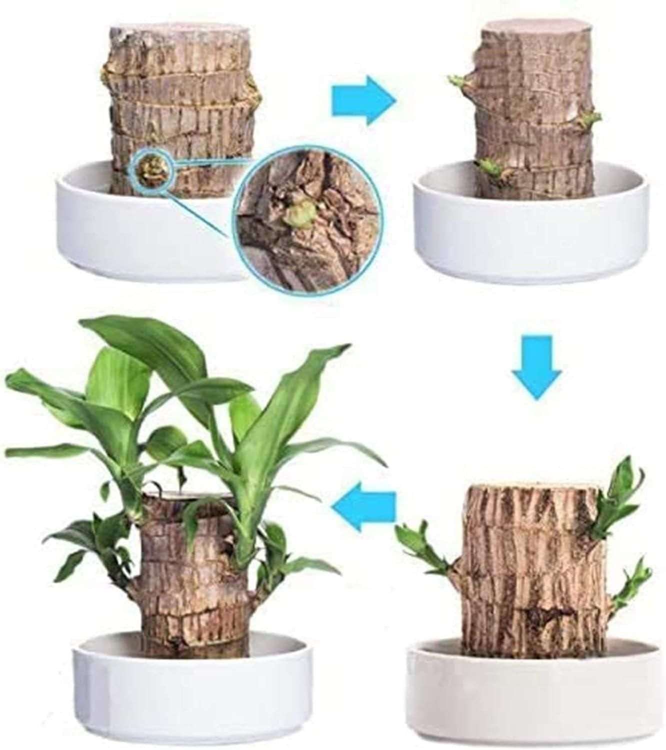 Brazilian Lucky Wood, Mini Home Plant Decorations - Zynocruze